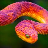 Snakes #26 - 20/04/12 - on RadioBasePopolare