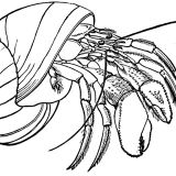 allprettyshellfish2 - Crustnation