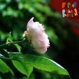 Forget The Restival - Rose Rouge Mix