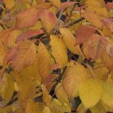 Episode 148 - Fade To Yellow - The Autumn Leaves Were Falling To the Ground