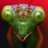 DJ Psy Mantis (PSR Music ) --Who's Your Mantis ??