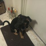 Dogs and the science behind dogs