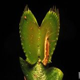 VenusFlyTrap