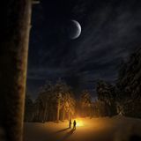 Winter Forest