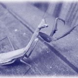 Praying Mantis Mix