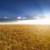 EM QUE TERRA DEVO PROSPERAR E CRESCER