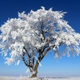 Winter lends an me an ear