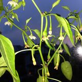 Birth Of The Chillies