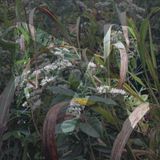 140501 Greend