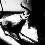 Resonance.fm - Catfight # round 1