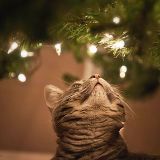 Holiday Greetings From Mrs. TAKANOME