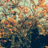 Deixa Florir