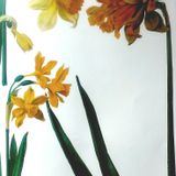 Daffodils for Phaedra