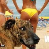 NDM-EXTRACT LUCKYDOG LIVESET