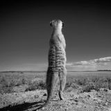 Emission PAROLE DE SURICATE- " J'ai vu un P.A.N ! "