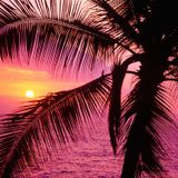 Mix Chill | Sunset and Black Rat