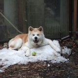 Fukushima revisited - how 'Animal Help Niigata' helps those in need
