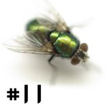 #11 Grün-schimmernde-Fliege September MIX 2013
