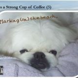 Life is a Strong Cup of Coffee (5) - Marking (on) the Beach