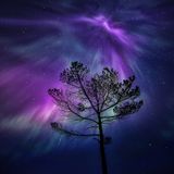 Tranceponder: Proggomundo