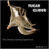Sugar Glider