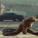 Bear Suit Up!
