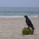 Simmer Down: Pigeon on a Coconut mix
