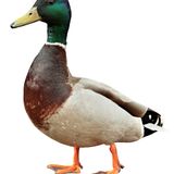Forget the duck