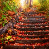 Augustus Autumn Reggae Feeling