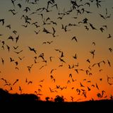 nightfall