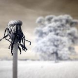 Infrared World