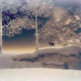 Winter Wonderland Session