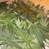 the full flavor blend