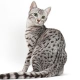 'Off the Shelf' - The Cat of Bubastes - 15th April 2015