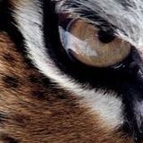 Eye Of The Tiger. Mixed by Rom & DGroove