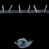Angel's Lost Feathers
