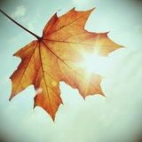 Autumn vibes by Sonare 2011-11-01