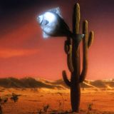 The fish knows ...