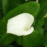 Anthurium