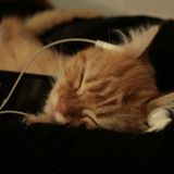 Musicophilia 37