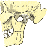 Hump-Bump Mixtape 019: Temporo-Mandibular Joint