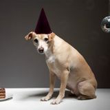 Lorens - Dogz