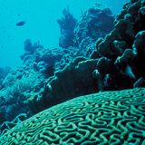 Profundal