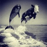 Ben Manson present "Dolphins love Cows"
