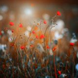 Printemps