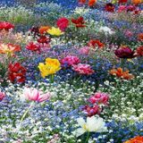 The Rite of the Spring