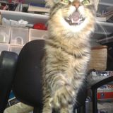 ScopolaminimaL