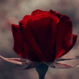 Sub Rosa Mix