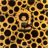 sunflowers 2