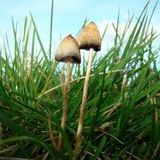 shroommixoctober2013